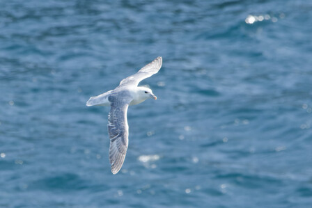 Thumbnail of Fulmar